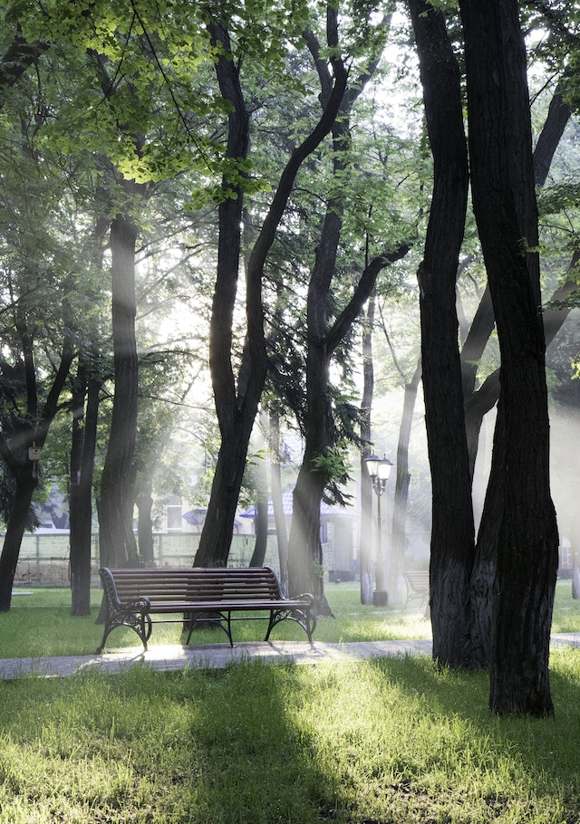 bench surrounded by trees. You can sit here while contemplating on the past session of counseling in Bethany, CT