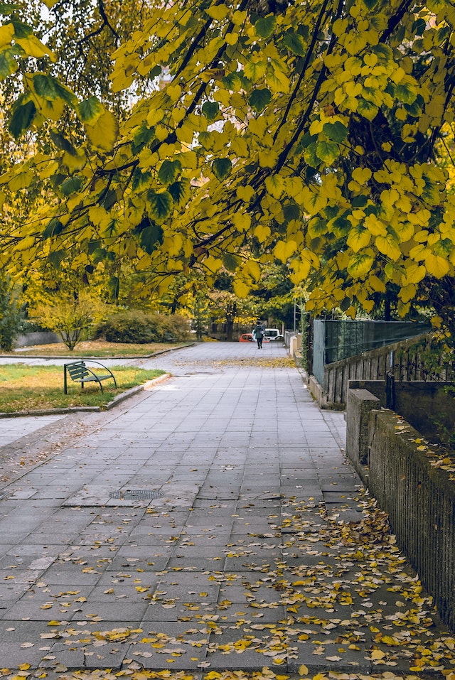 photo of a park where a person can go after a session of counseling in woodbridge 